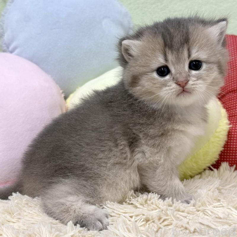 販売中の大阪府のブリティッシュショートヘア-136045の4枚目