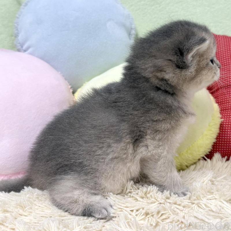 販売中の大阪府のブリティッシュショートヘア-136045の3枚目