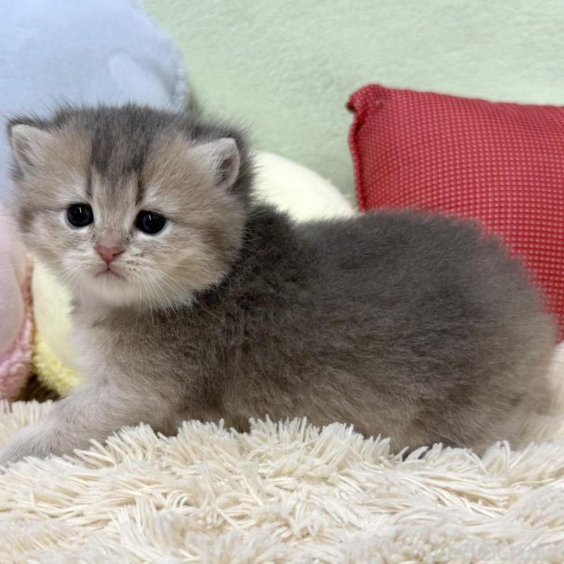 販売中の大阪府のブリティッシュショートヘア-136045の2枚目