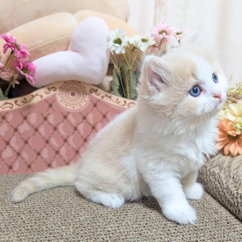 販売中の岩手県のミヌエット-136046の5枚目