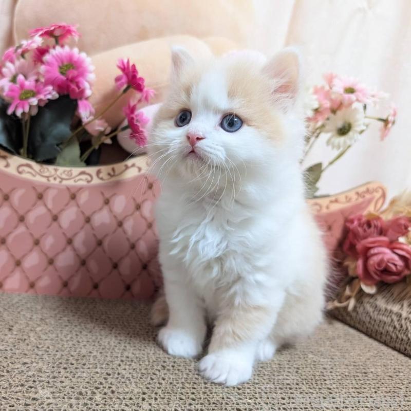 販売中の岩手県のミヌエット-136046の4枚目