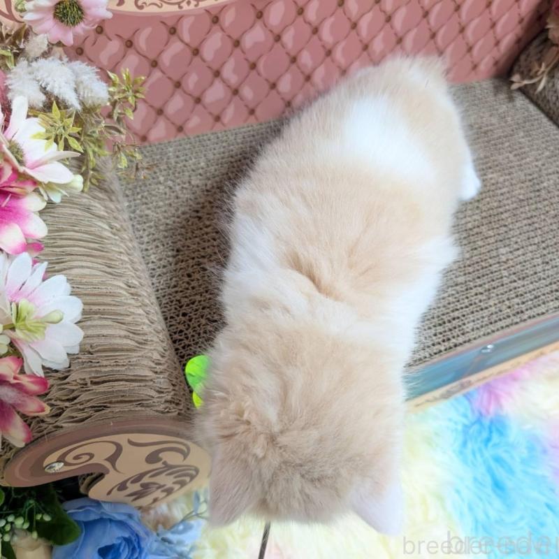 販売中の岩手県のミヌエット-136046の2枚目