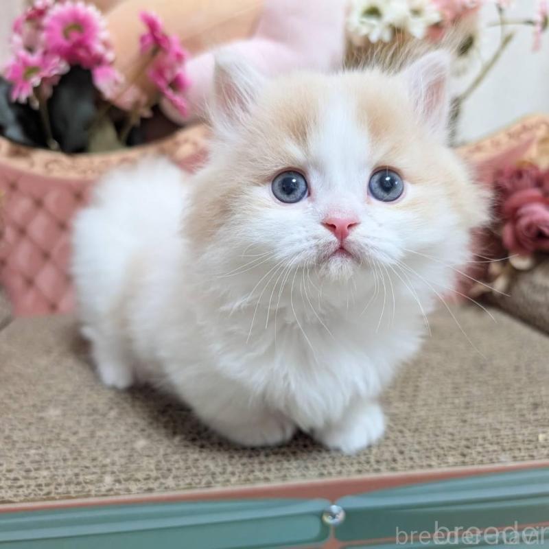 販売中の岩手県のミヌエット(短足)-136047の6枚目