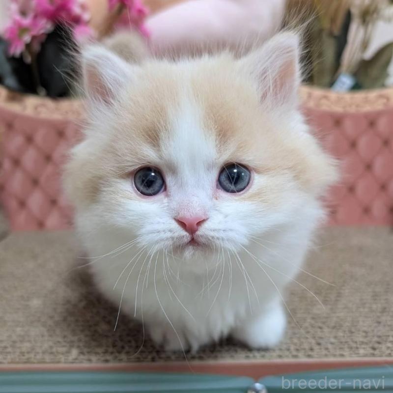 販売中の岩手県のミヌエット(短足)-136047の4枚目