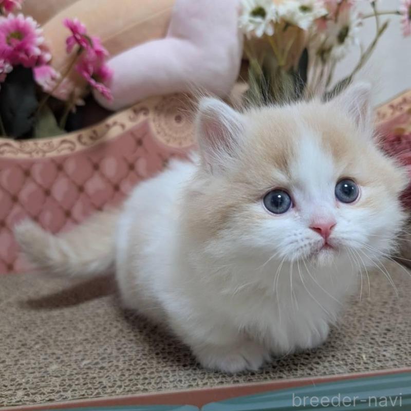 販売中の岩手県のミヌエット(短足)-136047の3枚目