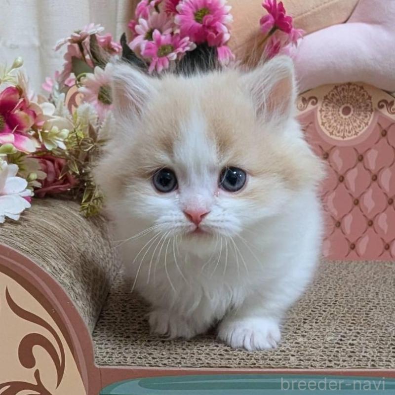 販売中の岩手県のミヌエット(短足)-136047の2枚目