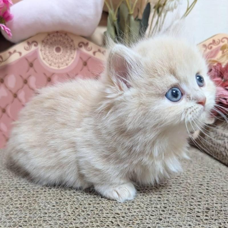 販売中の岩手県のミヌエット(短足)-136048の5枚目