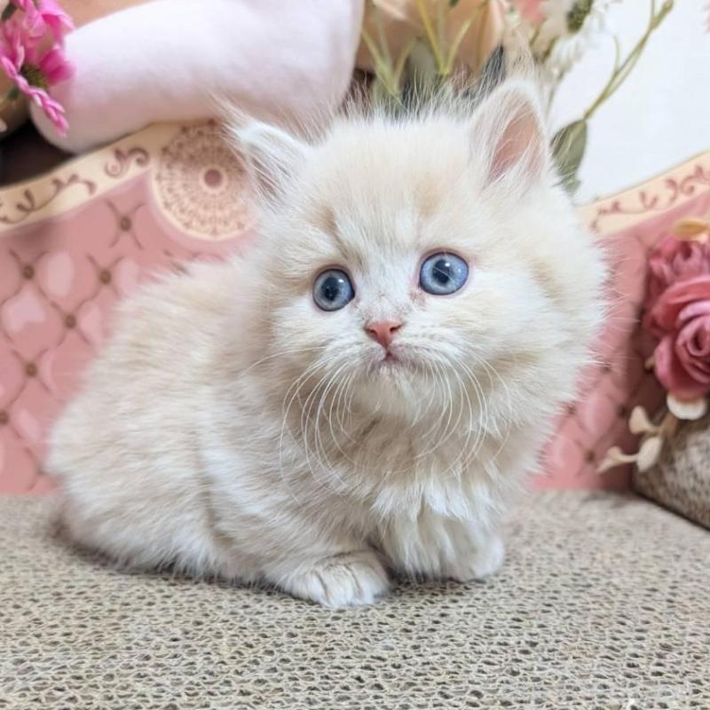 販売中の岩手県のミヌエット(短足)-136048の4枚目