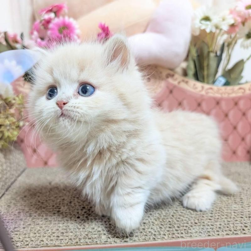 販売中の岩手県のミヌエット(短足)-136048の3枚目