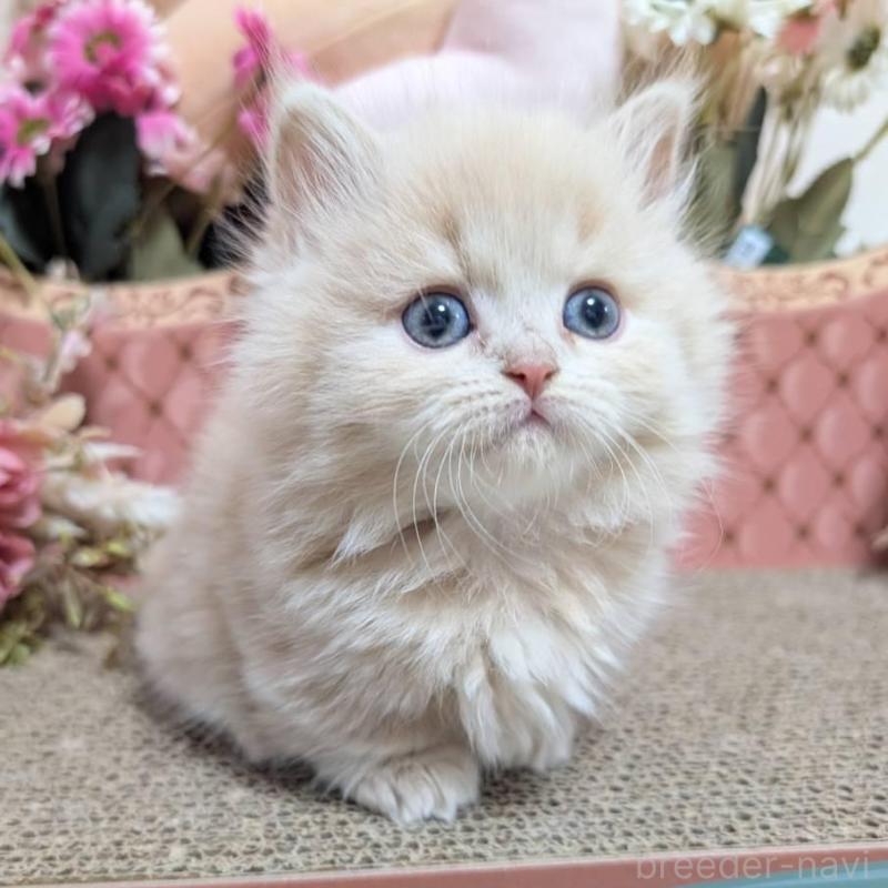 販売中の岩手県のミヌエット(短足)-136048の2枚目