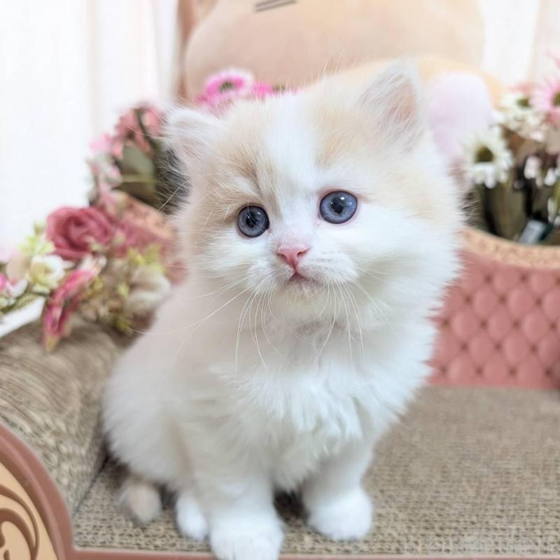 販売中の岩手県のミヌエット-136049の5枚目