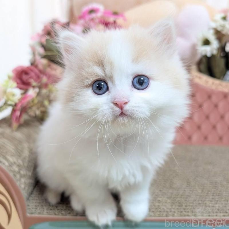 販売中の岩手県のミヌエット-136049