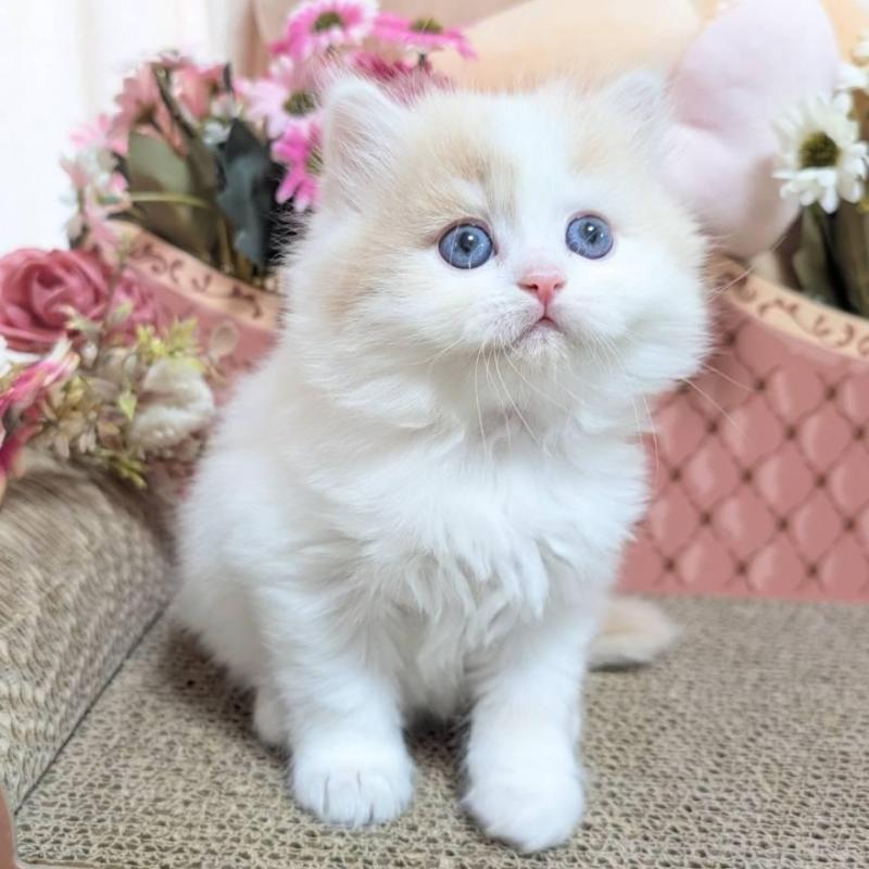 販売中の岩手県のミヌエット-136049の3枚目