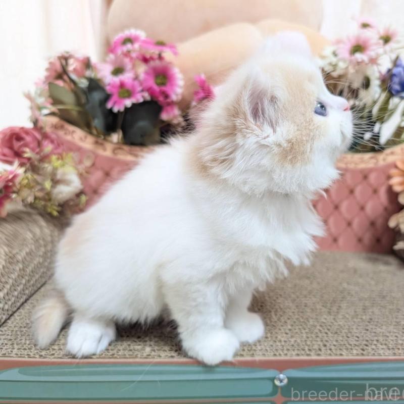 販売中の岩手県のミヌエット-136049の2枚目