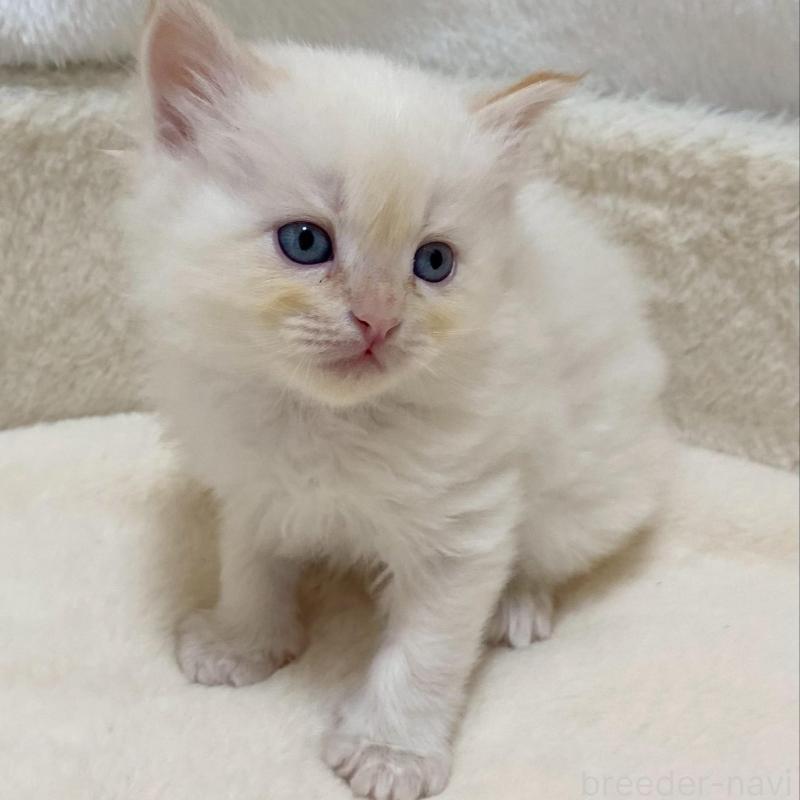 販売中の滋賀県のサイベリアン-136050の4枚目