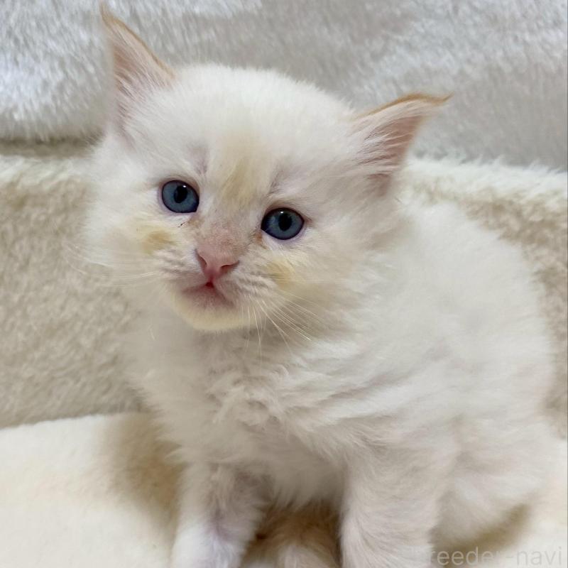 販売中の滋賀県のサイベリアン-136050の1枚目