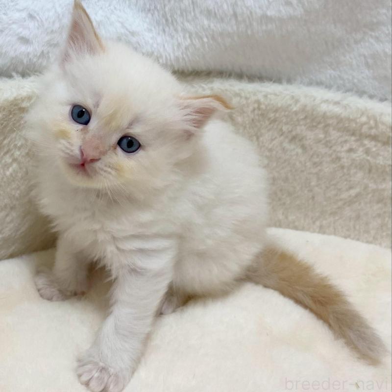 販売中の滋賀県のサイベリアン-136050の2枚目