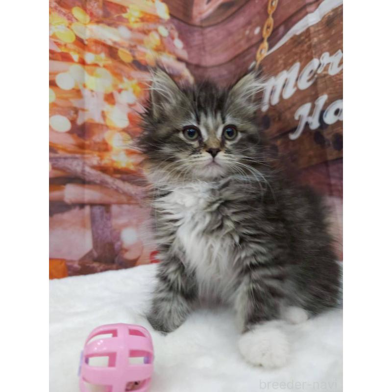 成約済の埼玉県のサイベリアン-133020の6枚目