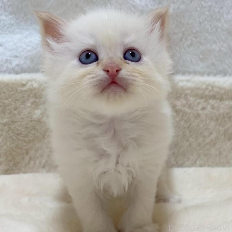 販売中の滋賀県のサイベリアン-136051