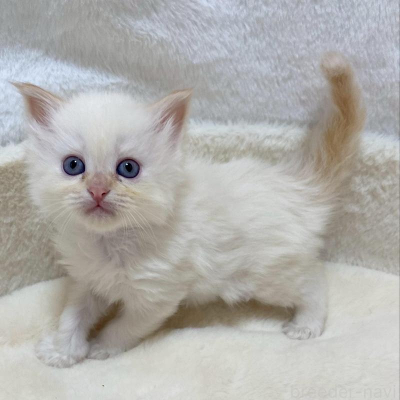 販売中の滋賀県のサイベリアン-136051の3枚目