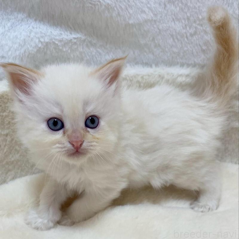 販売中の滋賀県のサイベリアン-136051の2枚目