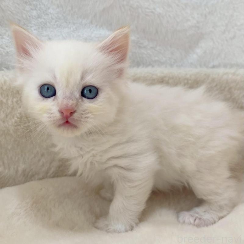 販売中の滋賀県のサイベリアン-136052