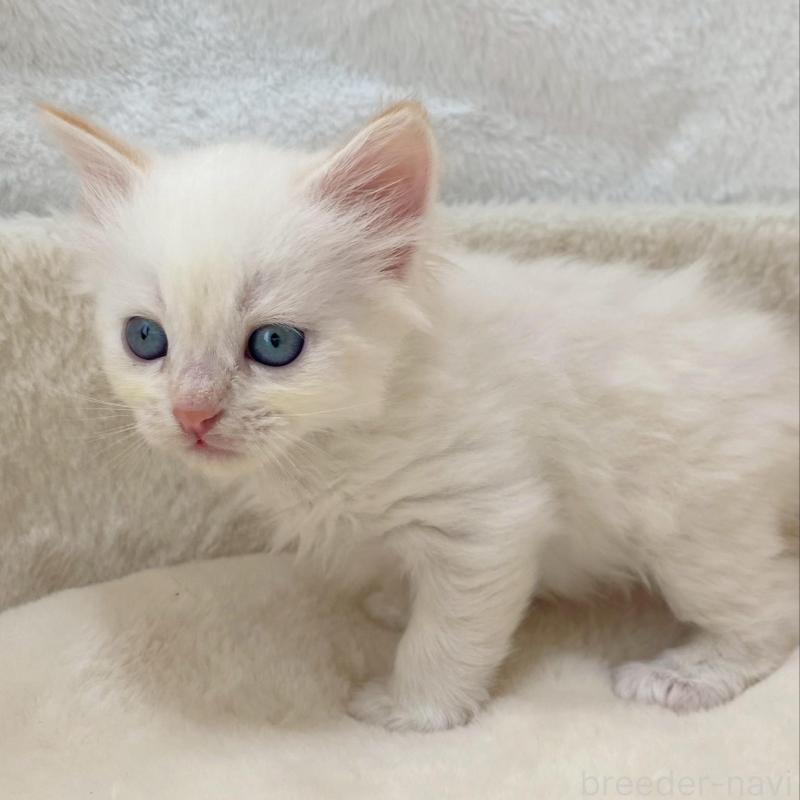 販売中の滋賀県のサイベリアン-136052の3枚目