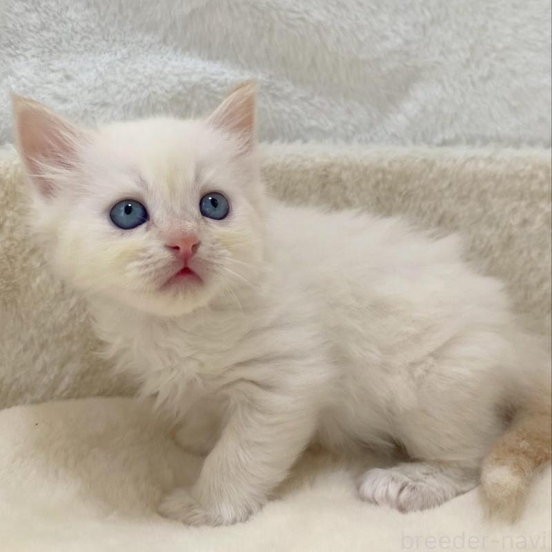 販売中の滋賀県のサイベリアン-136052の2枚目