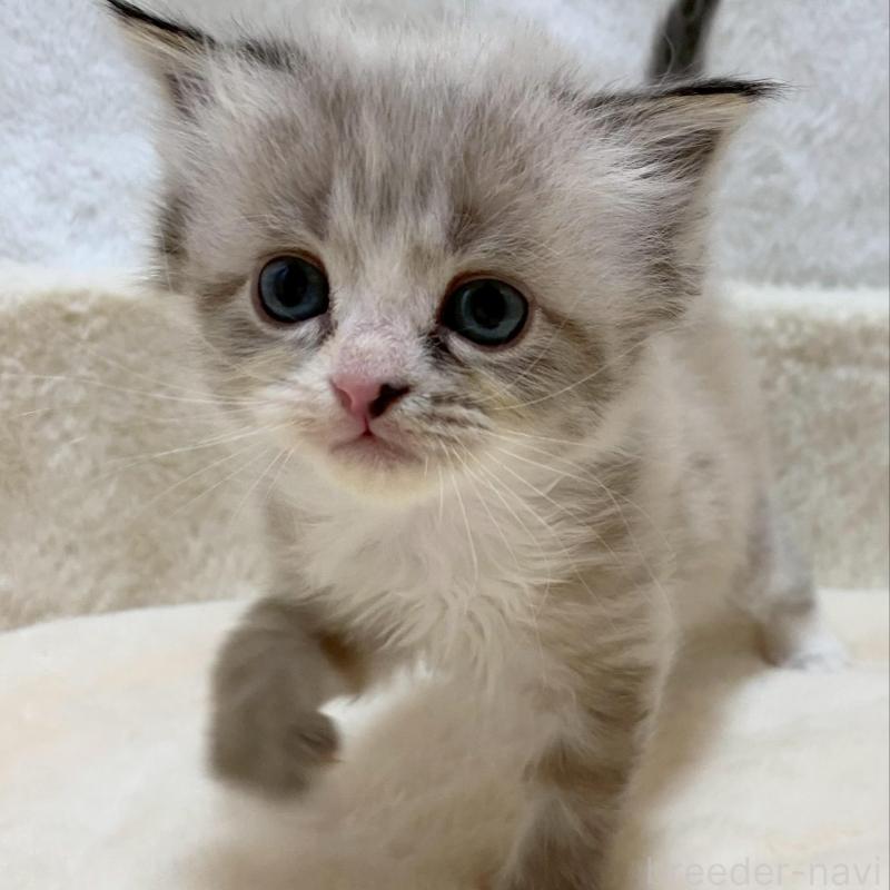 販売中の滋賀県のサイベリアン-136053の4枚目