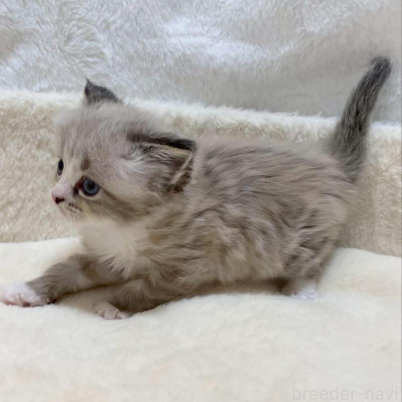 販売中の滋賀県のサイベリアン-136053の3枚目