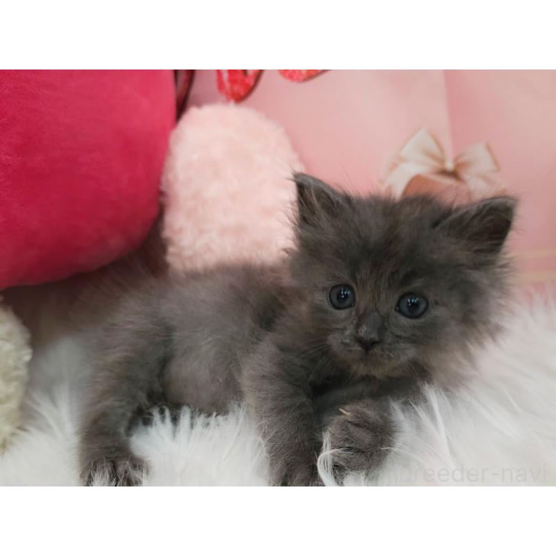 商談中の埼玉県のサイベリアン-135027の8枚目