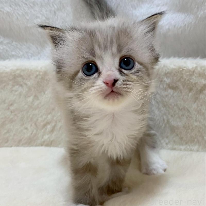 販売中の滋賀県のサイベリアン-136053