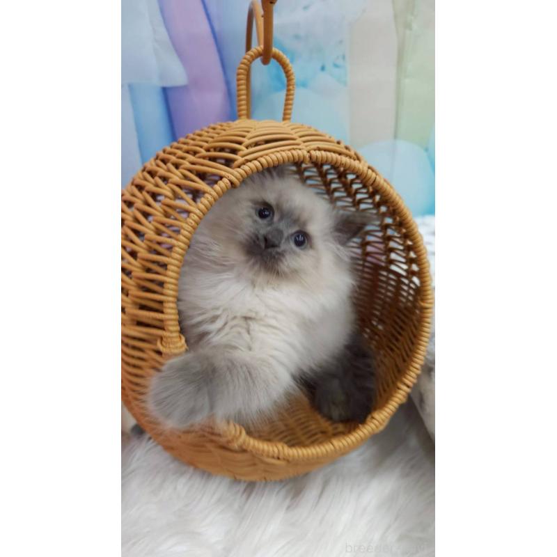 販売中の埼玉県のサイベリアン-135015の8枚目