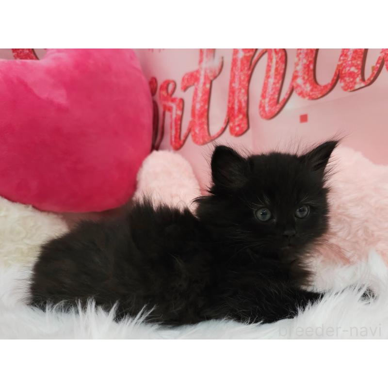 販売中の埼玉県のサイベリアン-135025の3枚目