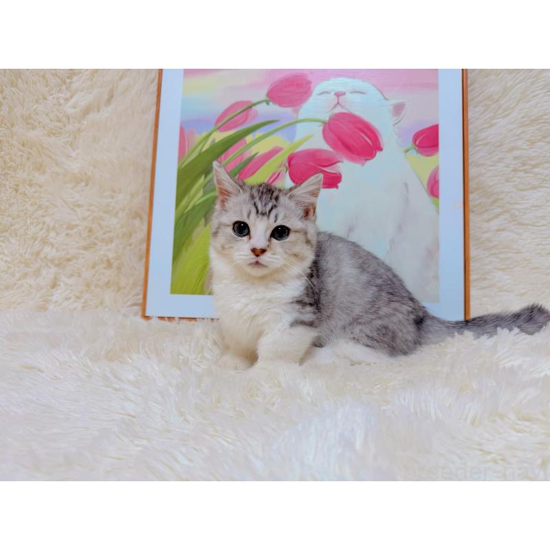 販売中の千葉県のマンチカン(短足)-129784の8枚目