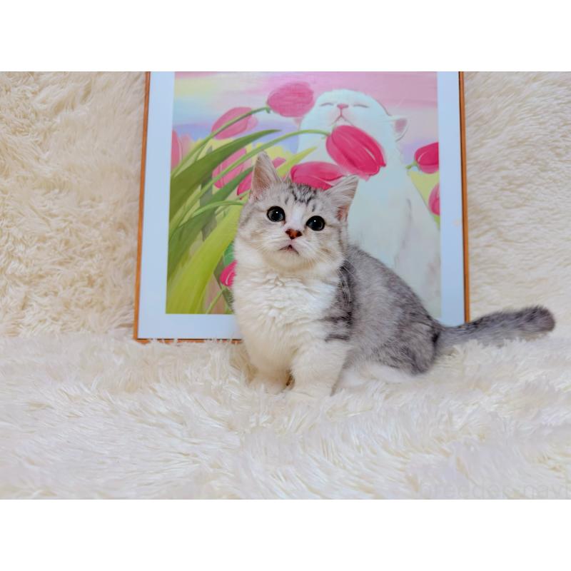 販売中の千葉県のマンチカン(短足)-129784の7枚目