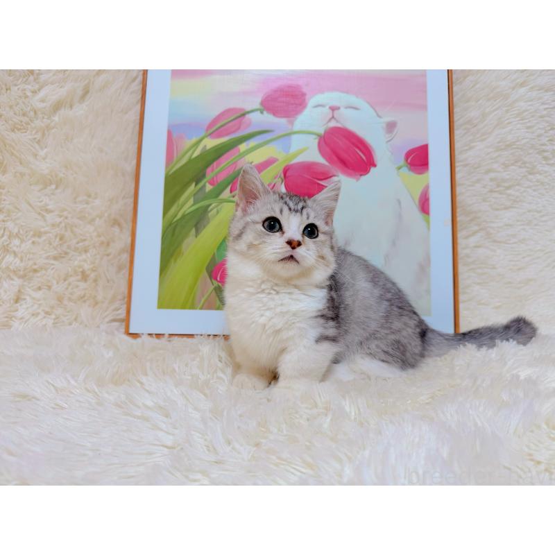 販売中の千葉県のマンチカン(短足)-129784の6枚目