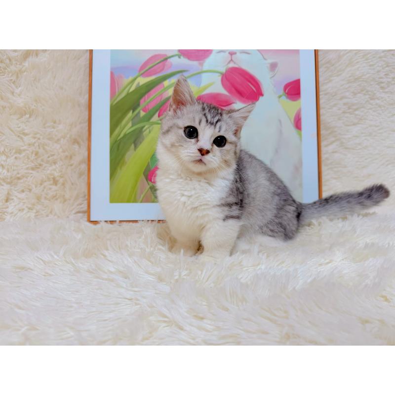 販売中の千葉県のマンチカン(短足)-129784の5枚目