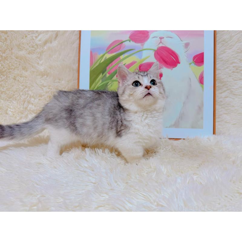 販売中の千葉県のマンチカン(短足)-129784の4枚目