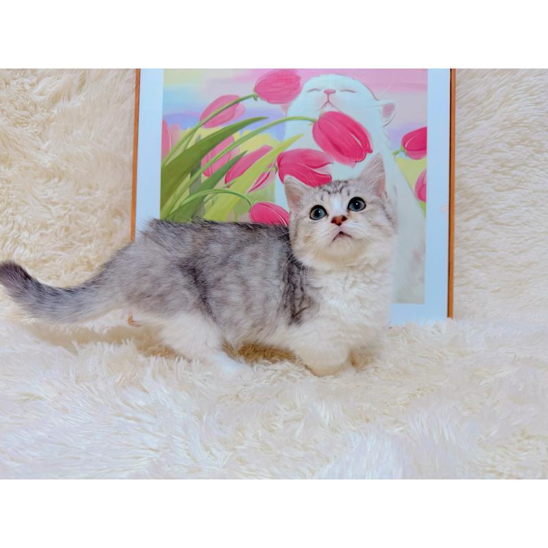 販売中の千葉県のマンチカン(短足)-129784の3枚目