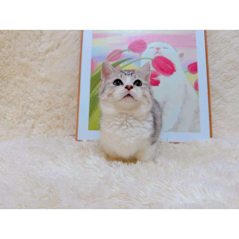 販売中の千葉県のマンチカン(短足)-129784の2枚目