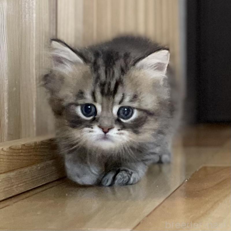 販売中の愛知県のミヌエット-134738