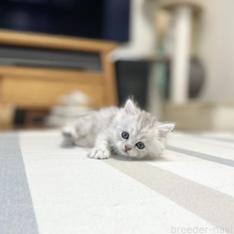 販売中の愛知県のミヌエット-134739