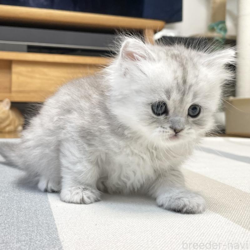 販売中の愛知県のミヌエット-134741