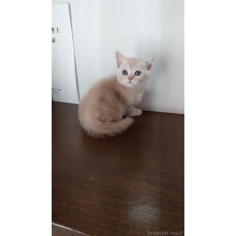 販売中の栃木県のスコティッシュフォールド-136054の3枚目