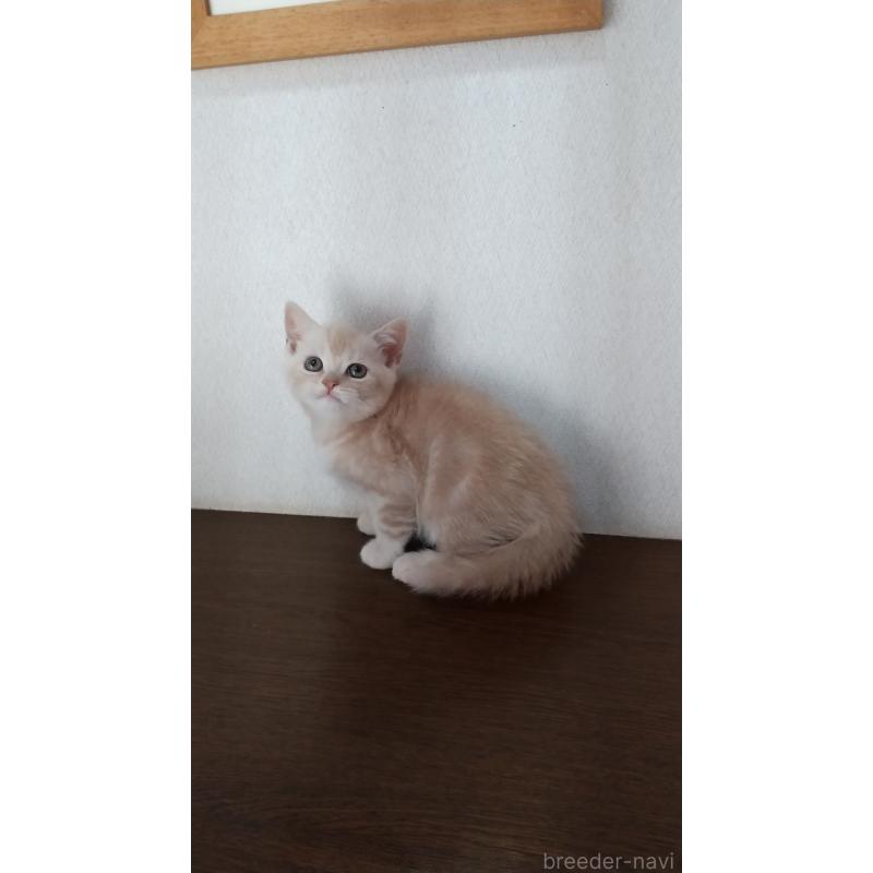 販売中の栃木県のスコティッシュフォールド-136054の2枚目