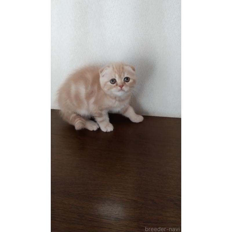 成約済の栃木県のスコティッシュフォールド-135134の4枚目