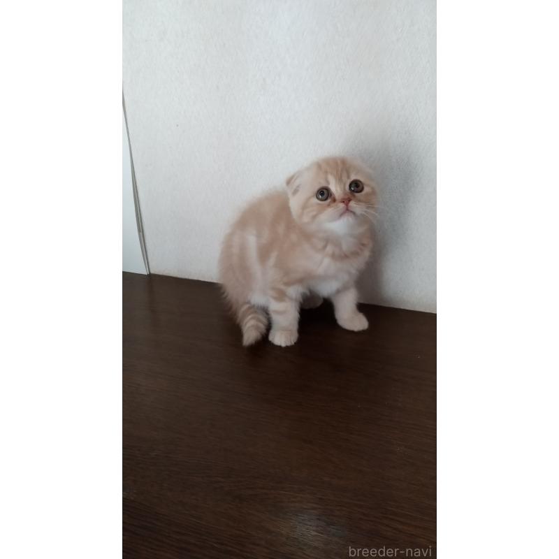 成約済の栃木県のスコティッシュフォールド-135134の3枚目