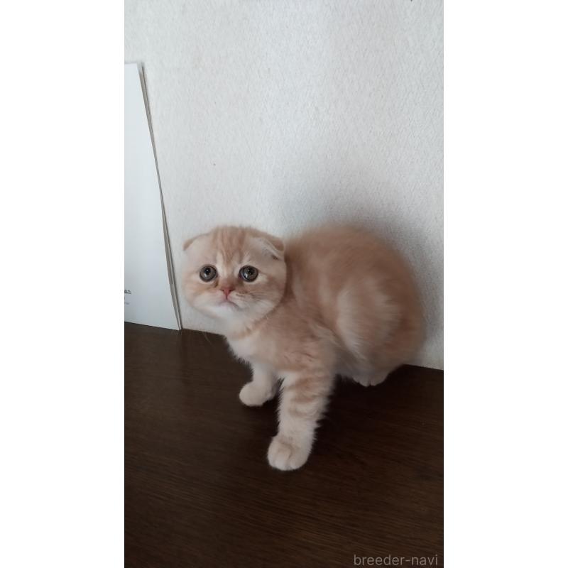 成約済の栃木県のスコティッシュフォールド-135134の2枚目