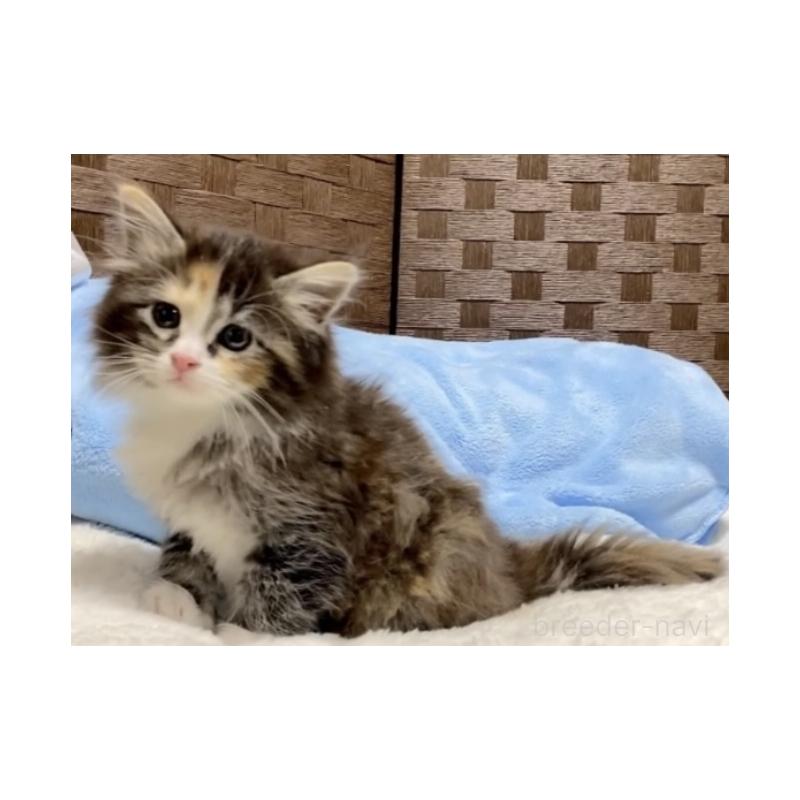 販売中の愛知県のサイベリアン-134406の5枚目